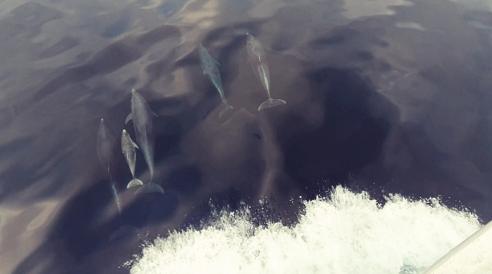 baby dolphins from Alba na Mara